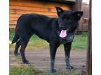 Adopt LYLA a Australian Cattle Dog / Blue Heeler