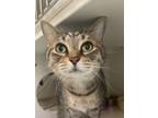 Adopt Brandy a Domestic Short Hair