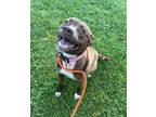 Adopt Judith a Pit Bull Terrier, Mixed Breed