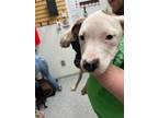 Adopt Apalla a Pit Bull Terrier, Mixed Breed
