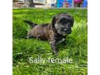 Shih-Poo Puppy for sale in Rock Valley, IA, USA
