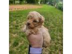 Poodle (Toy) Puppy for sale in Stuart, VA, USA