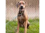 Adopt Pearl a Black Mouth Cur