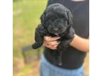 Mutt Puppy for sale in Greenville, SC, USA
