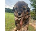 Mutt Puppy for sale in Asheville, NC, USA