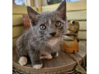 Adopt Samantha/ITF a Domestic Short Hair