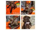 German Shorthaired Pointer Puppy for sale in Spickard, MO, USA