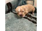Chihuahua Puppy for sale in Wellington, CO, USA