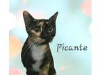 Adopt Picante #beauty-queen a Calico, Tortoiseshell