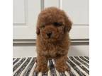 Poodle (Toy) Puppy for sale in Lexington, KY, USA