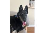 Adopt DAISY (TV Celebrity) a German Shepherd Dog, Mixed Breed