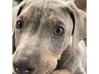 Doberman Pinscher Puppy for sale in Apple Valley, CA, USA