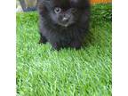 Pomeranian Puppy for sale in Waynesboro, MS, USA