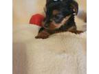 Yorkshire Terrier Puppy for sale in Waynesboro, MS, USA
