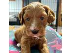 Australian Labradoodle Puppy for sale in Holden, MA, USA