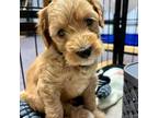 Australian Labradoodle Puppy for sale in Holden, MA, USA
