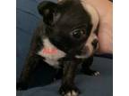Boston Terrier Puppy for sale in Panama City, FL, USA