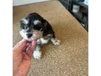 Schnauzer (Miniature) Puppy for sale in Siler City, NC, USA