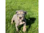 Mutt Puppy for sale in Worcester, MA, USA