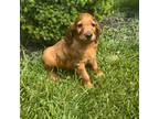 Irish Setter Puppy for sale in Shipshewana, IN, USA