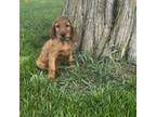 Irish Setter Puppy for sale in Shipshewana, IN, USA