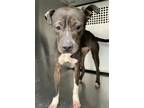 Adopt 55837673 a Pit Bull Terrier, Mixed Breed