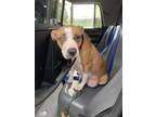 Adopt Rainbow Brite a Pit Bull Terrier, Mixed Breed