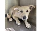 Adopt 55838898 a Labrador Retriever, Mixed Breed