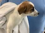 Adopt 55839852 a Parson Russell Terrier, Mixed Breed