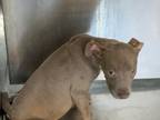 Adopt Martha a Pit Bull Terrier, Mixed Breed