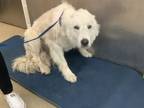 Adopt 55843671 a Great Pyrenees, Mixed Breed