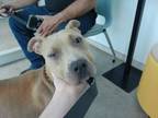 Adopt Bunt Cake a Pit Bull Terrier, Mixed Breed