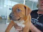 Adopt pup 1 a Pit Bull Terrier, Australian Cattle Dog / Blue Heeler
