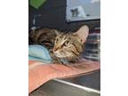 Adopt Noodles a Domestic Short Hair