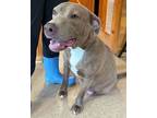 Adopt 55844377 a Pit Bull Terrier, Mixed Breed