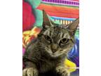 Adopt Rosemary a Domestic Medium Hair, Domestic Short Hair