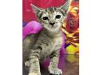 Adopt Chicken noodle a Domestic Short Hair