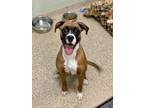 Adopt Herrera a Boxer