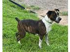 Adopt Lady of Lady & The Tramp a Boxer, Mixed Breed