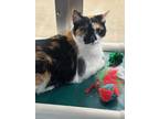 Adopt Lucy (& Sugar) bonded a Domestic Short Hair, Calico