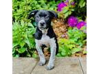 Adopt Tabby a Australian Cattle Dog / Blue Heeler, Terrier