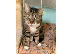 Adopt Charlotte a Tabby