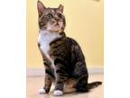 Adopt Charlotte a Tabby