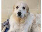 Adopt Maggie a Great Pyrenees, Mixed Breed