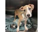 Adopt Buttercup a Pit Bull Terrier, Mixed Breed