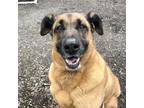 Adopt Macie a Anatolian Shepherd, Mixed Breed