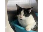 Adopt Drusilla a Domestic Short Hair