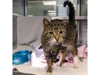 Adopt Tiger Lily a Domestic Short Hair