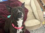 Adopt Lucy Lou a Mixed Breed