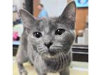 Adopt Clarice - Adoption Fee Paid! a Domestic Short Hair